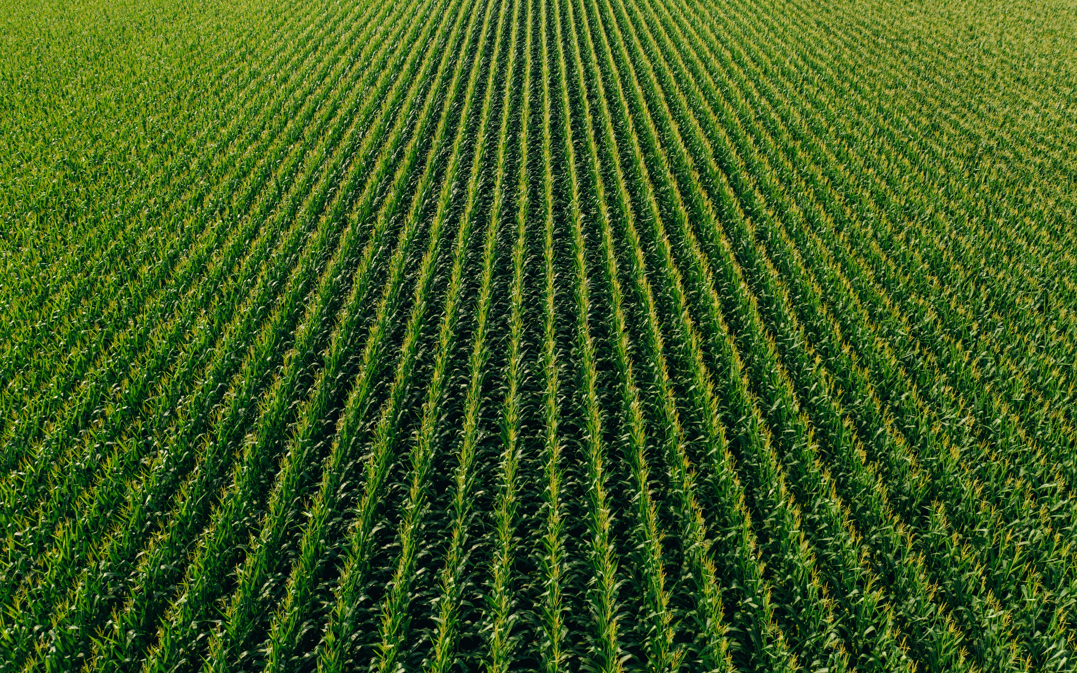CCTV view of farm fields